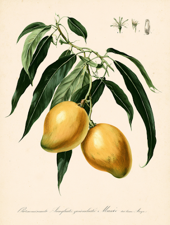 Vintage Botanical Illustration of Ripe Mangoes