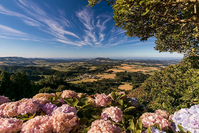Blooming Hydrangeas Overlooking a Serene Countryside