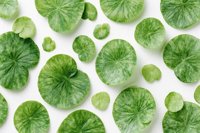 Botanical Flat Lay of Aquatic Leaves on White Background
