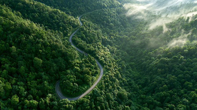 Cinematic Aerial View of a Winding Road through Lush Green Forest