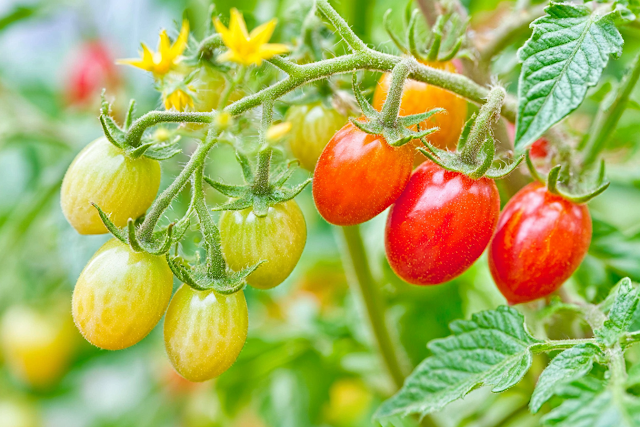 Close-Up of Cherry Tomato Plant with Varied Ripeness