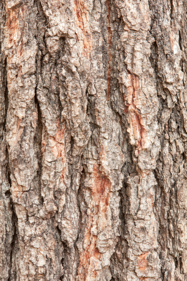 Close-Up of Rugged Tree Bark Texture