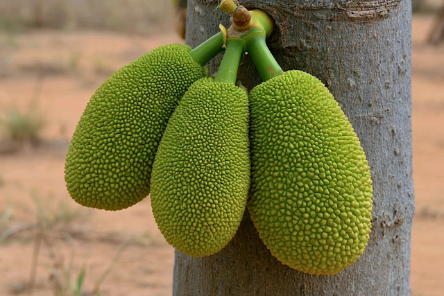 Close-Up of Young Jackfruit on Tree