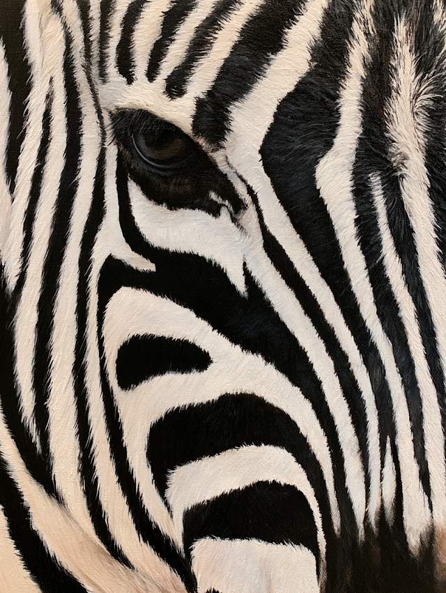 Close-Up of Zebra Stripes