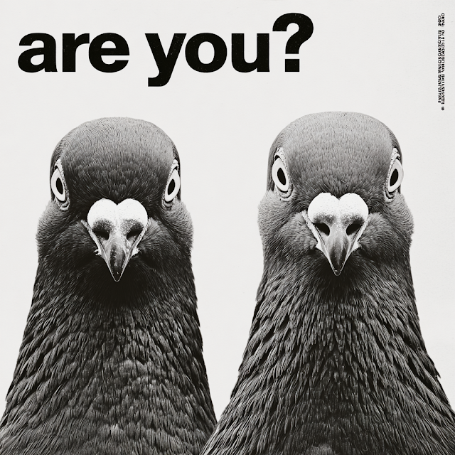 Curious Pigeons Staring at Each Other