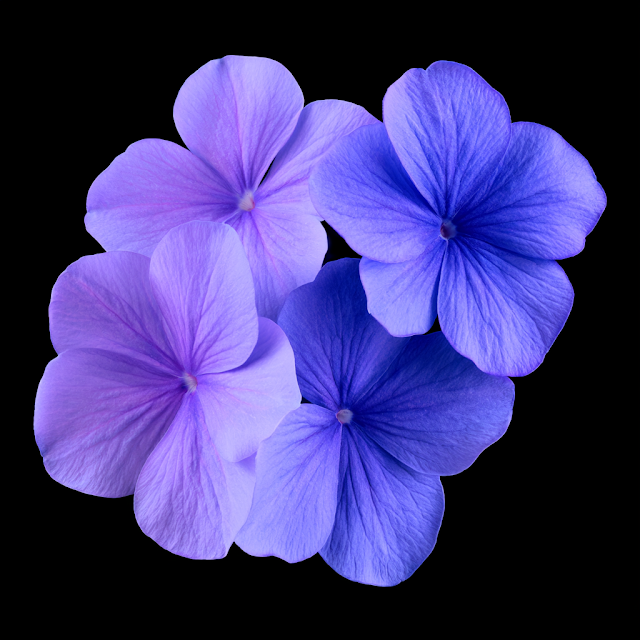 Delicate Periwinkle Flowers on Black