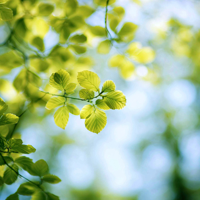 Delicate Spring Leaves Backlit by Soft Sunlight