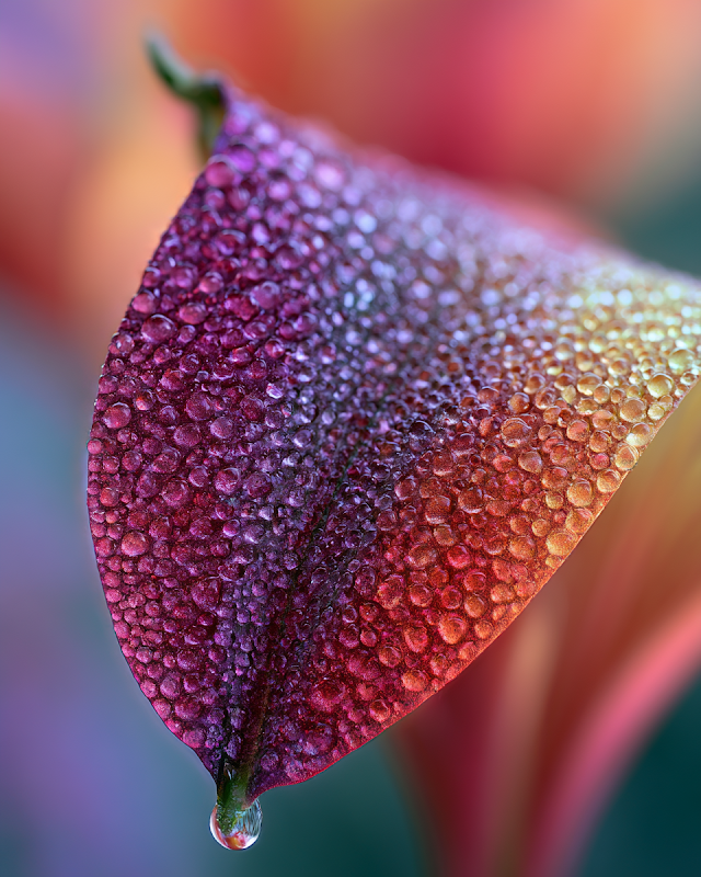 Dew-Covered Flower Petal in Soft Morning Light