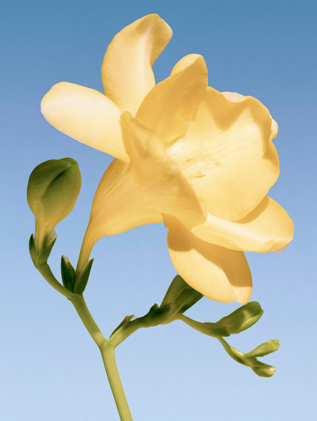 Dreamy Yellow Freesia Closeup
