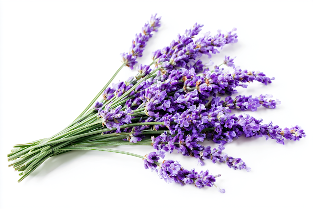 Elegant Lavender Bouquet in Macro