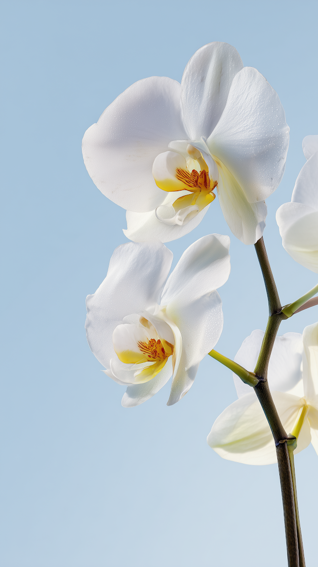 Elegant White Orchid Flowers on a Blue Background