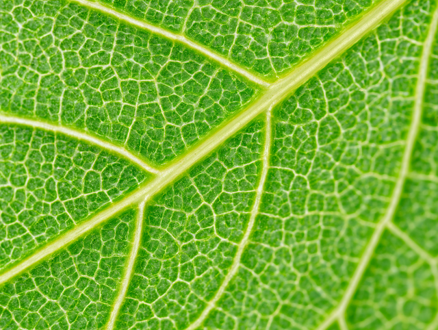 Extreme Macro of a Vibrant Green Leaf