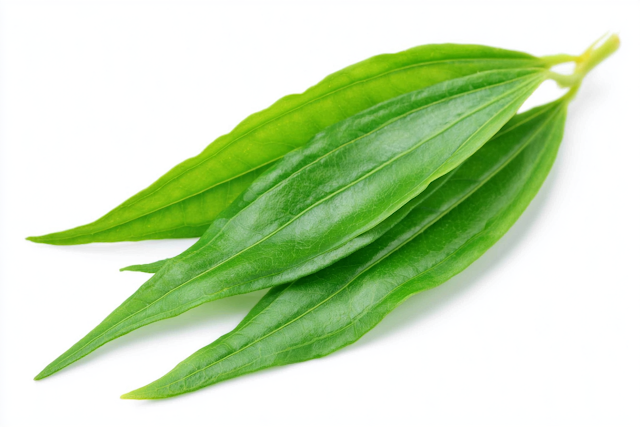Fresh Green Leafy Sprig on White Background