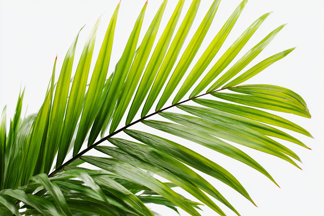 Fresh Green Palm Frond on White Background