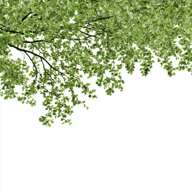 Fresh Green Tree Branches Against White Sky