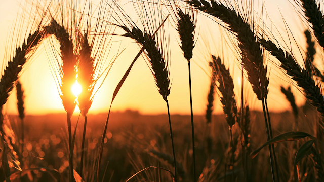 Golden Hour Wheat Silhouette