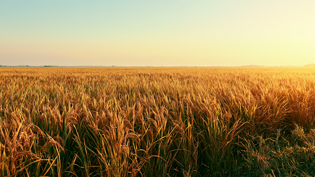 Golden Rice Field at Harvest Season