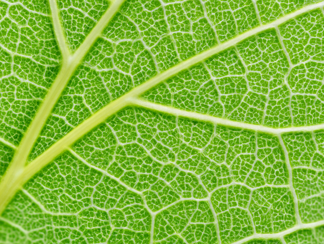 Intricate Macro of a Vibrant Green Leaf