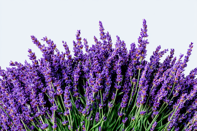 Lush Lavender Bouquet Against Clear Sky