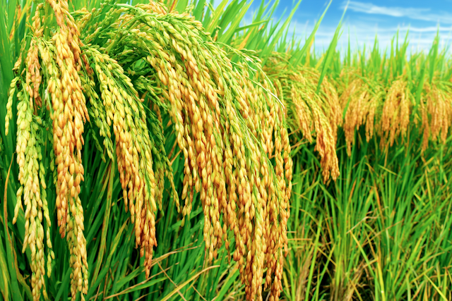 Lush Rice Paddy Field Close-Up