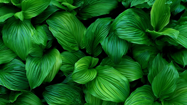 Lush Tropical Foliage Close-Up