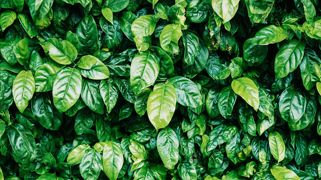 Lush Tropical Foliage Wall
