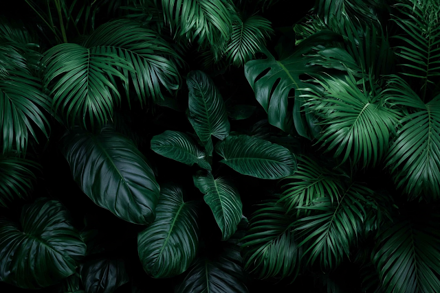 Lush Tropical Jungle Foliage