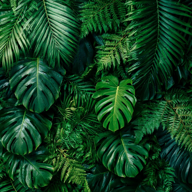Lush Tropical Leaf arrangement