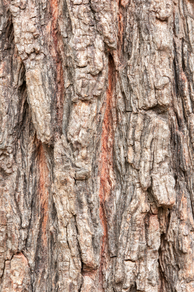 Macro Close-up of Rugged Tree Bark
