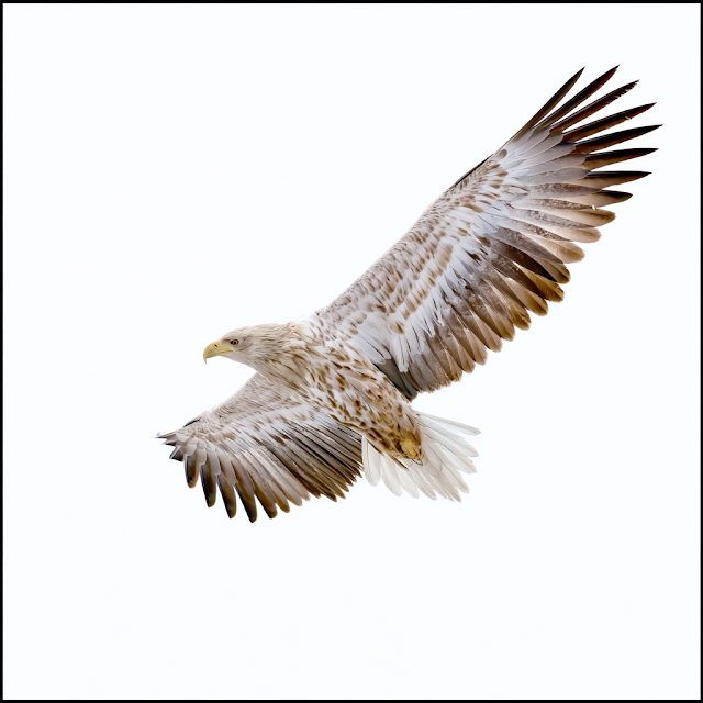 Majestic Eagle in Flight