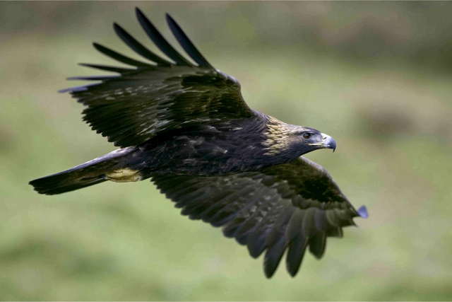 Majestic Eagle in Flight Over Meadow