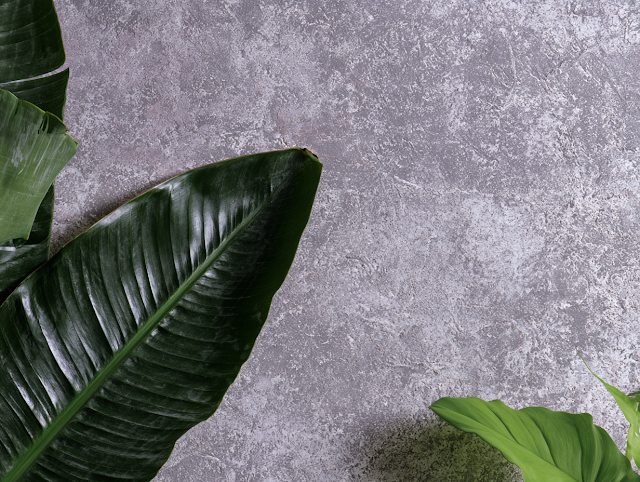 Minimal Botanical Still Life with Tropical Leaves