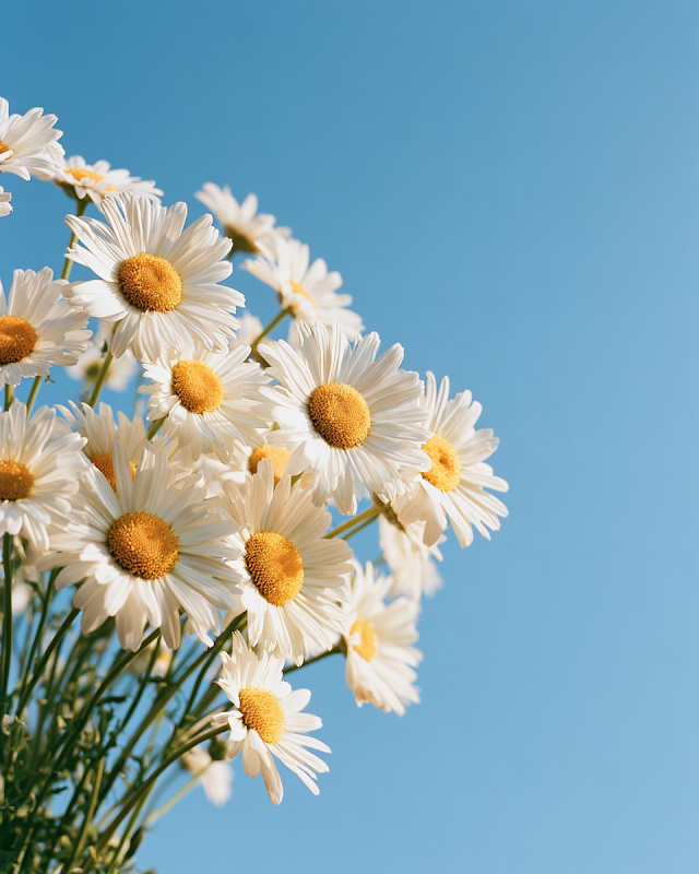 Minimalist Bouquet of White Daisies Against Blue Sky