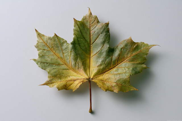Minimalist Maple Leaf in Autumn Tones