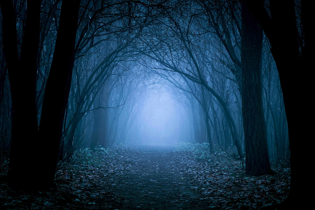 Misty Woodland Pathway at Night