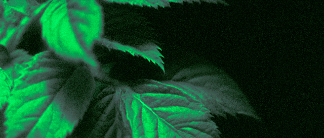 Moody Green Leaves in Shadow