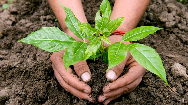 Nurturing New Growth: Close-Up of Planting a Young Sapling