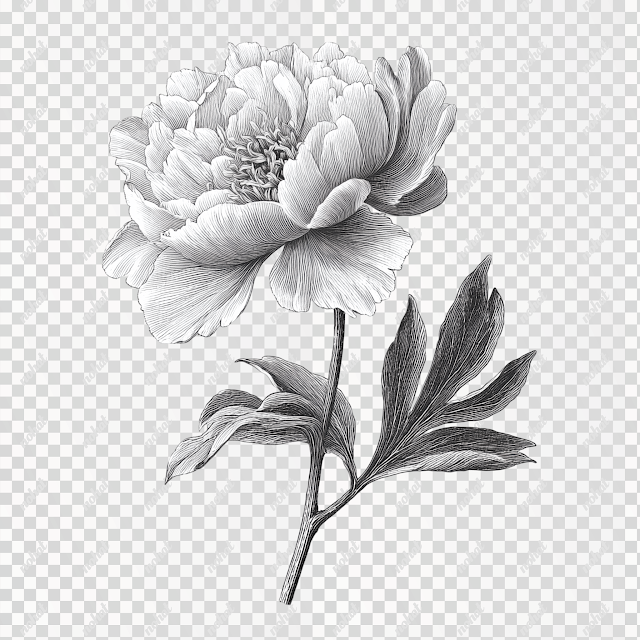 PNG Black and White Peony Flower Illustration