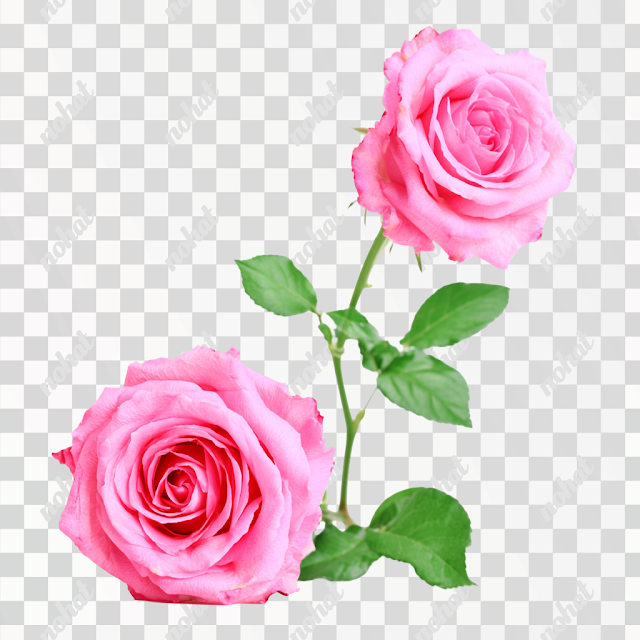 PNG Delicate Pink Roses on Green Stem