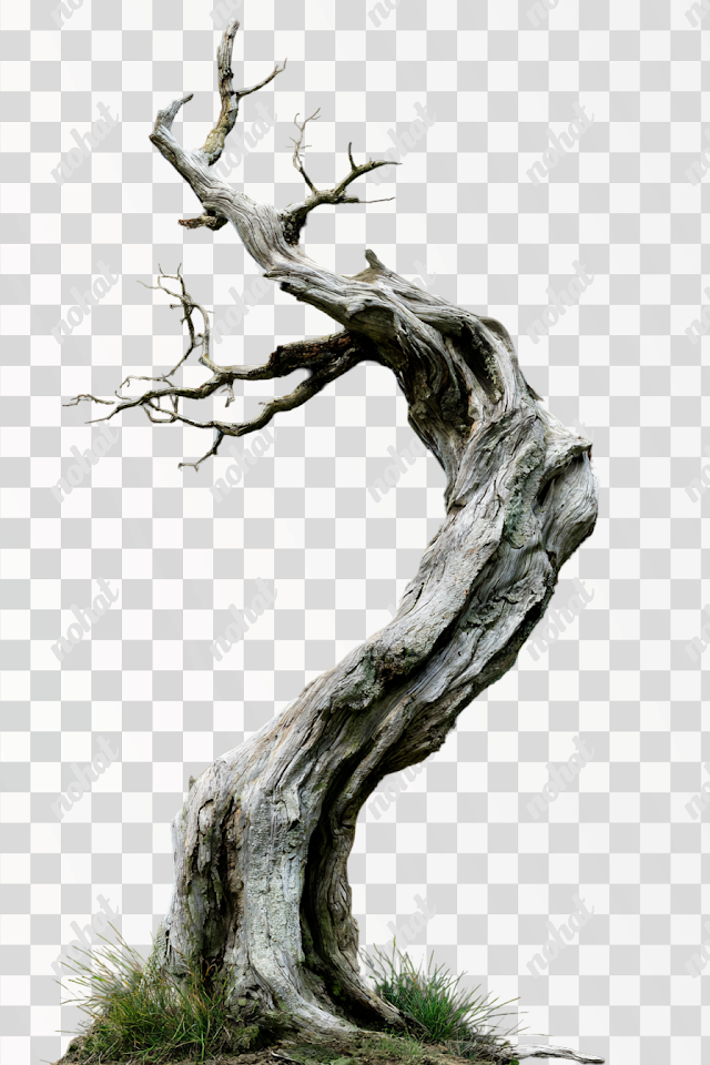 PNG Dramatic Twisted Tree Against Black Background