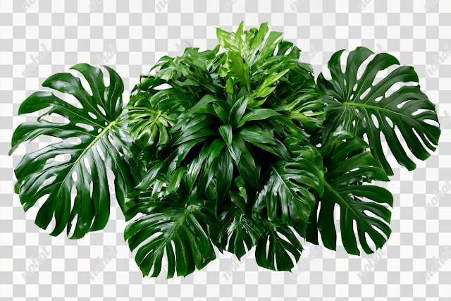 PNG Lush Tropical Foliage Arrangement on White Background
