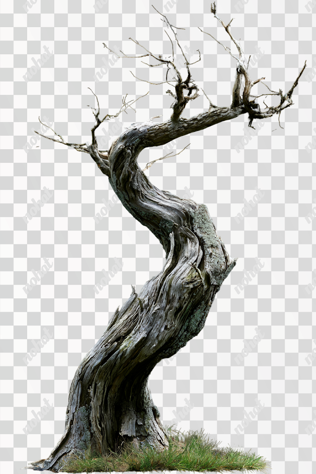 PNG Twisted Dead Tree on Black Background