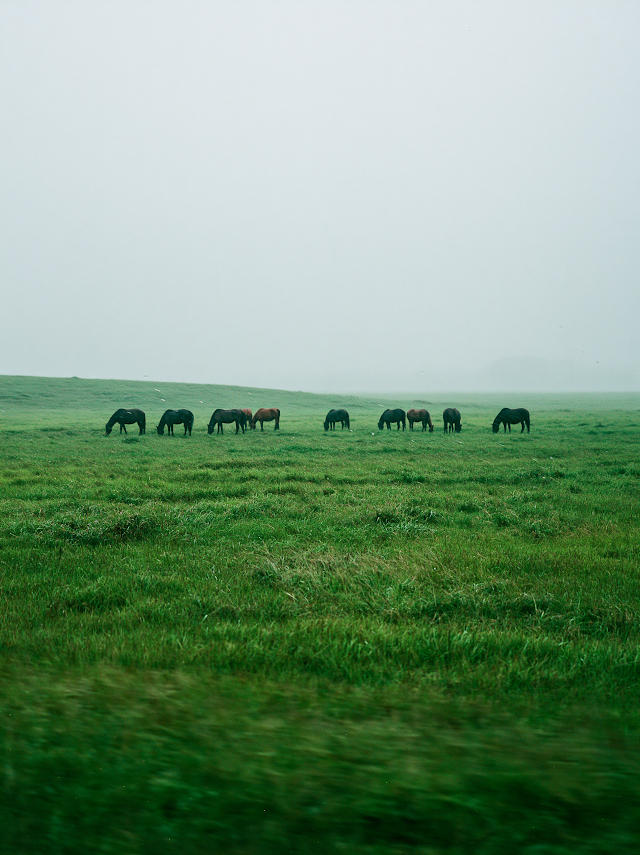 Quiet Grazing: Lateral View of Horses in a Misty Pasture