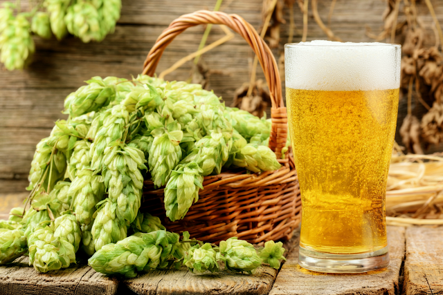 Rustic Still Life with Fresh Hop Cones and Golden Beer
