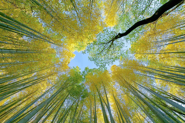 Serene Bamboo Grove View