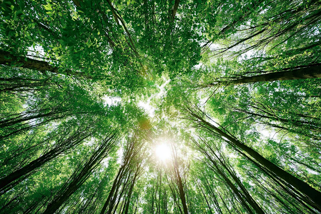 Serene Forest Canopy with Sunlight