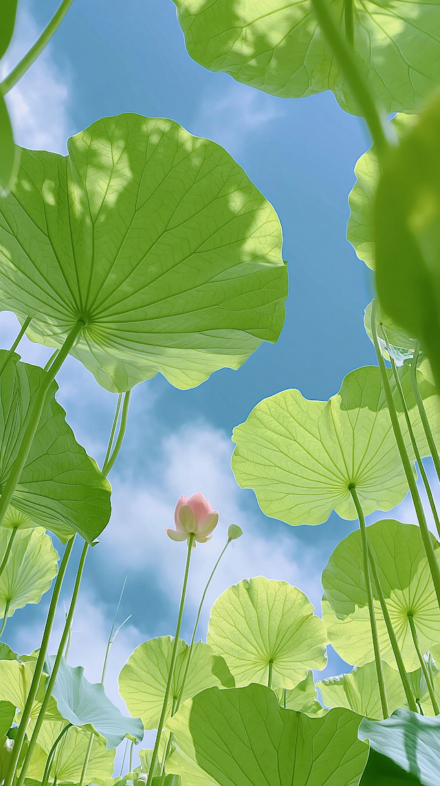 Serene Lotus Blossom Under Azure Sky
