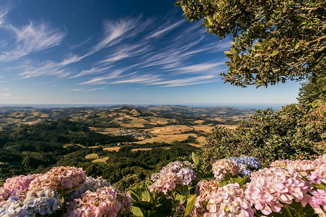 Serene Summer Valley View with Blooming Hydrangeas