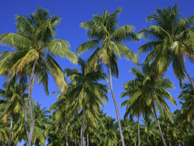 Serene Tropical Palm Grove Under Clear Blue Sky