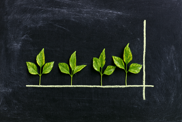 Stages of Plant Growth on Chalkboard